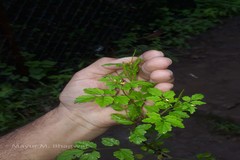 Cardamine trichocarpa